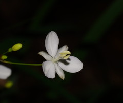 Libertia