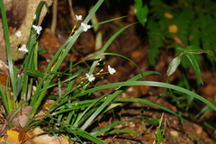 Libertia