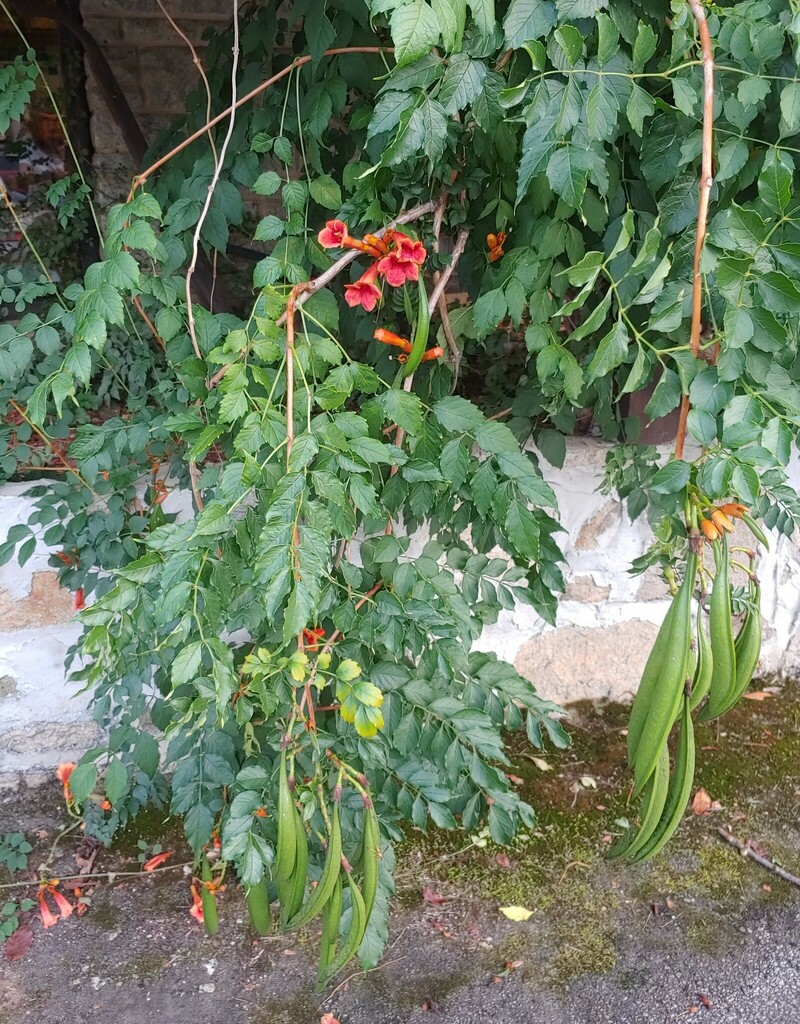 American trumpet vine from Dekalb County, GA, USA on August 21, 2021 at