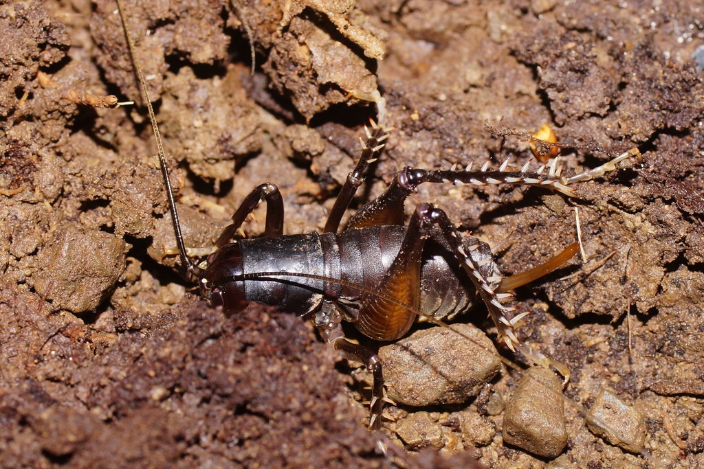 Southern King Cricket