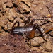 Southern King Cricket - Photo (c) Reiner Richter, some rights reserved (CC BY-NC-SA), uploaded by Reiner Richter