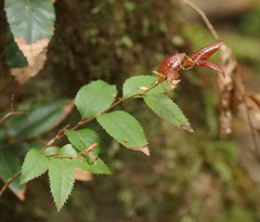 Nothofagus moorei