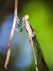 Mecistogaster ornata