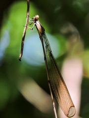 Mecistogaster ornata