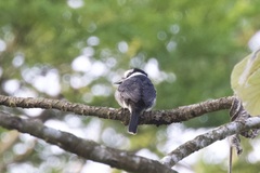 Notharchus hyperrhynchus image