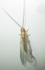 Italochrysa