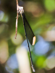 Mecistogaster ornata