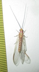 Italochrysa