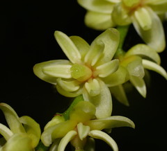 Ripogonum discolor