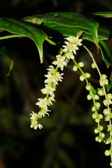 Ripogonum discolor