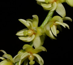 Ripogonum discolor