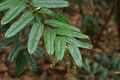 Ripogonum discolor