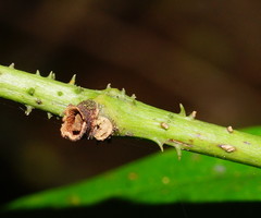 Ripogonum discolor
