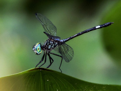 Micrathyria ocellata