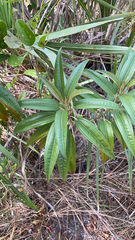 Marica bicolor (Miconia bicolor)