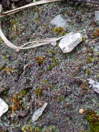 Riccia vitalii