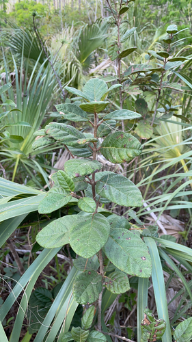 Wild guave (Guettarda scabra)