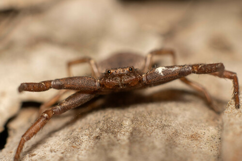 Coriarachne depressa