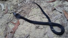 Naja sumatrana