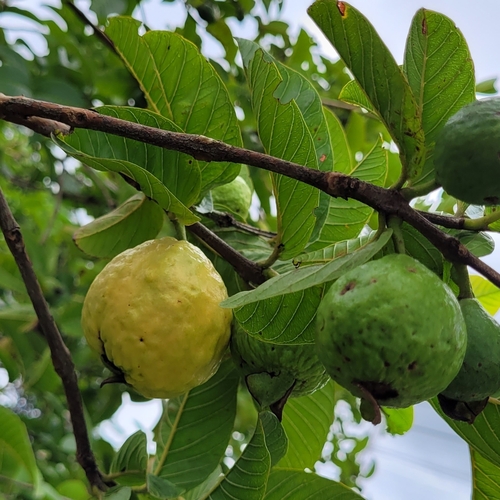 Psidium guajava