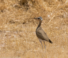 Cursorius somalensis