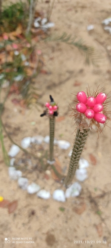 Image of Arrojadoa Eriocaulis (Arrojadoa eriocaulis) by (c) Agente Itallo, some rights reserved (CC BY)