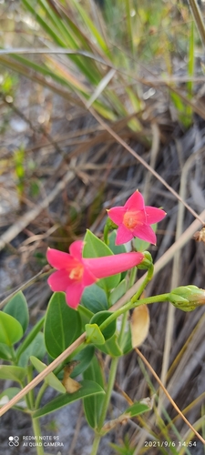 Calolisianthus pedunculatus (Calolisianthus pedunculatus)
