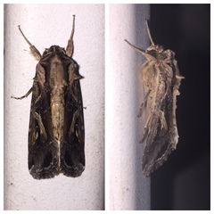 Spodoptera dolichos