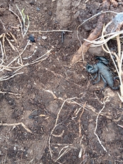 Cheloctonus intermedius