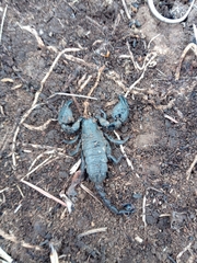 Cheloctonus intermedius