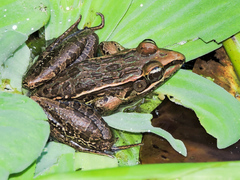 Lithobates magnaocularis