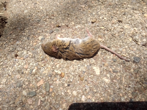 Dolorous Grass Mouse (Akodon dolores) — Least Concern Mammalia
