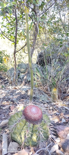 Melocactus bahiensis