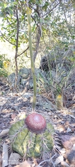 Melocactus bahiensis