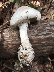 Amanita virgineoides