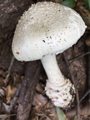 Amanita virgineoides