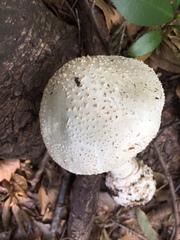 Amanita virgineoides