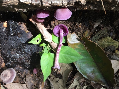 Laccaria amethystina