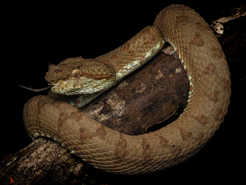 Blotched Palm-pitviper