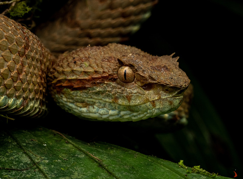 Blotched Palm-pitviper