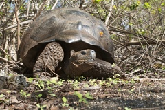 Chelonoidis niger vandenburghi
