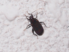 Neolethaeus assamensis