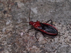 Vilius melanopterus
