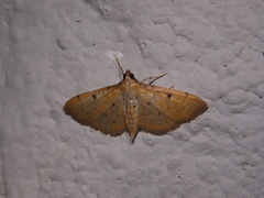 Herpetogramma basalis