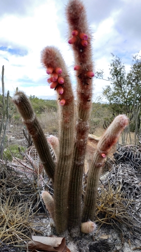 Micranthocereus violaciflorus