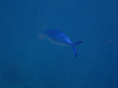 Caesio lunaris
