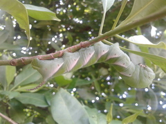 Psilogramma discistriga