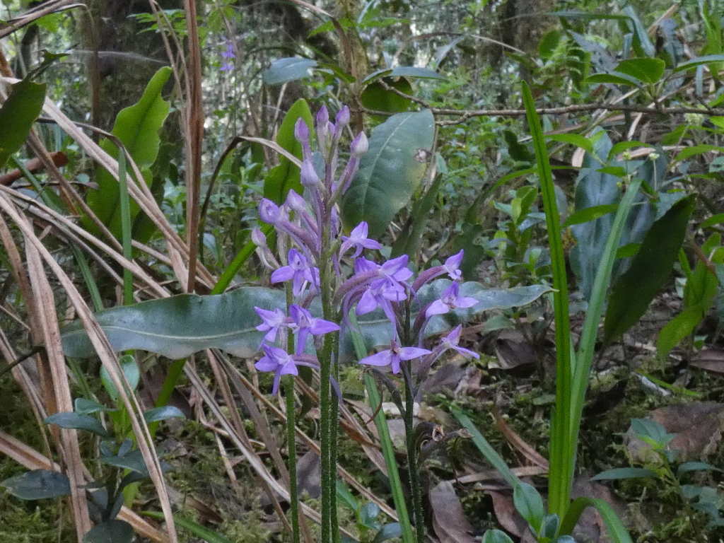 Cynorkis pleistadenia