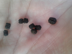 Psilogramma discistriga