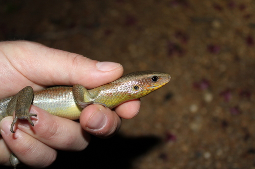 Common Sun Skink — seen at this dive site